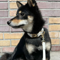 Cloud Dog Collar Bundle - SUNNY TAILS