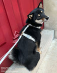 Cloud Lite Dog Harness Bundle - SUNNY TAILS