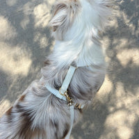 Lunar Glow Dog Harness, Collar, & Treat Pouch Bundle - SUNNY TAILS