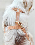 Cloud Lite Dog Harness Bundle - SUNNY TAILS