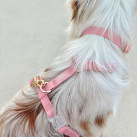 Best Sellers Harness & Treat Pouch Bundle Wide - SUNNY TAILS