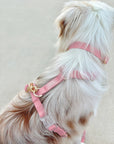 Cloud Dog Collar Bundle - SUNNY TAILS