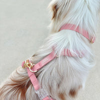 Cloud Dog Collar Bundle - SUNNY TAILS