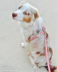 Perfect Pink Cloud Lite Dog Harness | Waterproof Dog Harness | No Pull Front Attachment | Available in 4 Sizes
