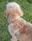 Chai Brown Cloud Lite Dog Harness - SUNNY TAILS