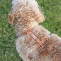 Cloud Lite Dog Harness Bundle - SUNNY TAILS