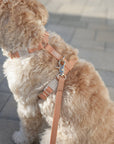 Chai Brown Cloud Lite Dog Harness - SUNNY TAILS