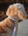 Cloud Dog Collar Bundle - SUNNY TAILS