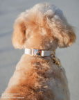 Cloud Dog Collar Bundle - SUNNY TAILS