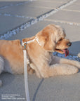 Cloud Lite Dog Harness Bundle - SUNNY TAILS