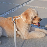 Cloud Lite Dog Harness Bundle - SUNNY TAILS