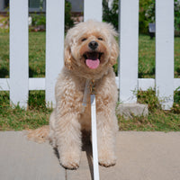 Cloud White Cloud Leash 4-Way Extension