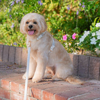 Cloud White Cloud Leash Extension - SUNNY TAILS