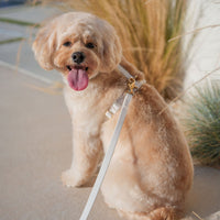 Cloud White Waterproof Cloud Dog Leash - SUNNY TAILS