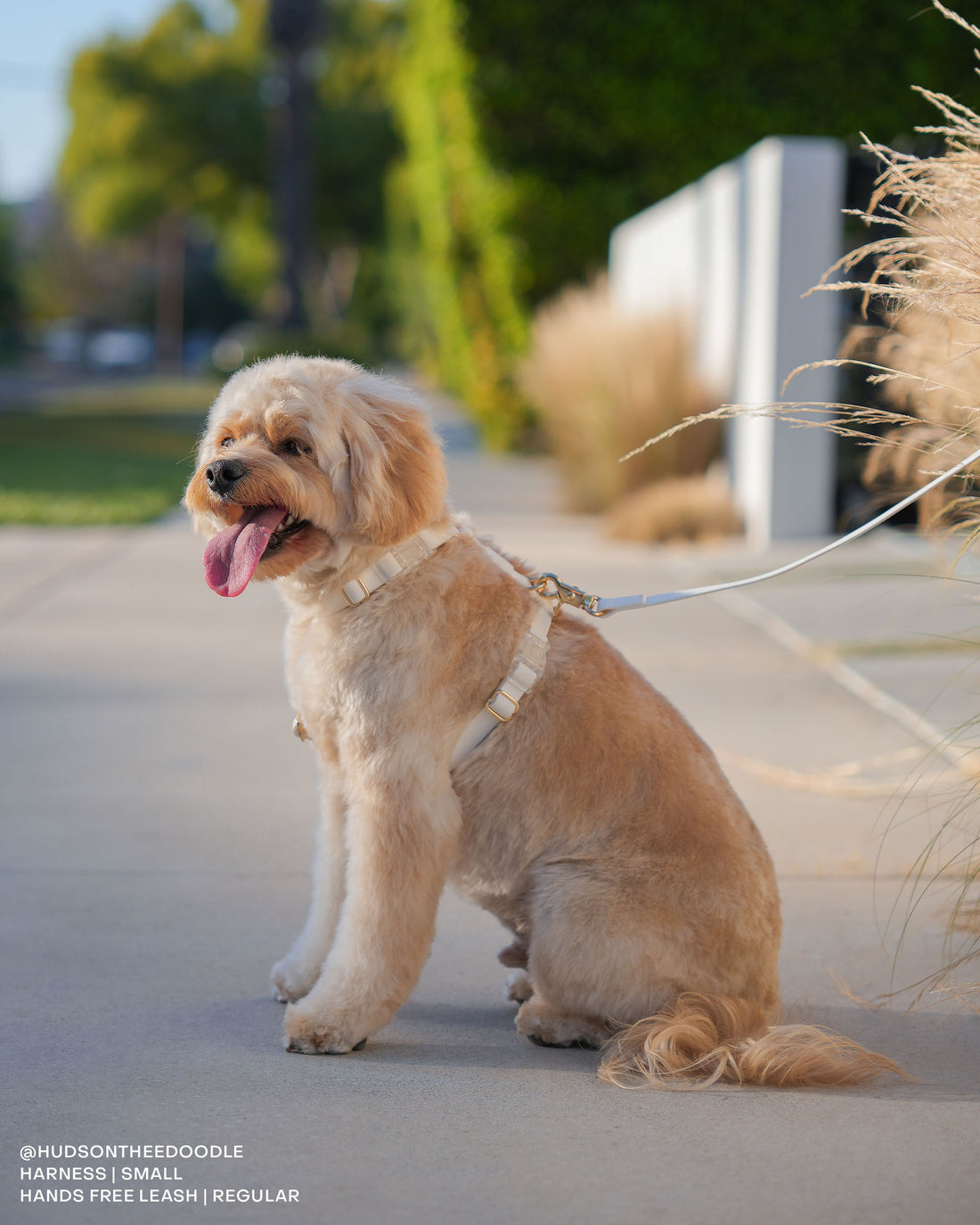 Cloud White Cloud Leash Extension