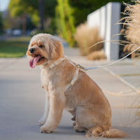Cloud White Cloud Leash 4-Way Extension