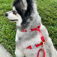Cherry Red 4-in-1 Convertible Hands Free Cloud Dog Leash