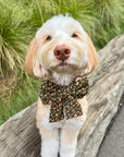 Autumn Florals Corduroy Dog Sailor Bow - SUNNY TAILS