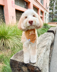 Caramel Corduroy Pocket Teddy Vol. 2 Dog Bandana - Beige - SUNNY TAILS