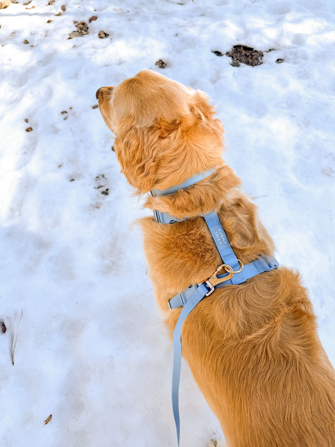 Malibu Blue Wide Hands Free Leash | Cloud Lite Harness | Snap Dog Treat Pouch |  Waste Dog Poop Bag Dispenser