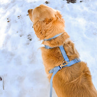 Malibu Blue Wide Hands Free Leash | Cloud Lite Harness | Snap Dog Treat Pouch | Waste Dog Poop Bag Dispenser