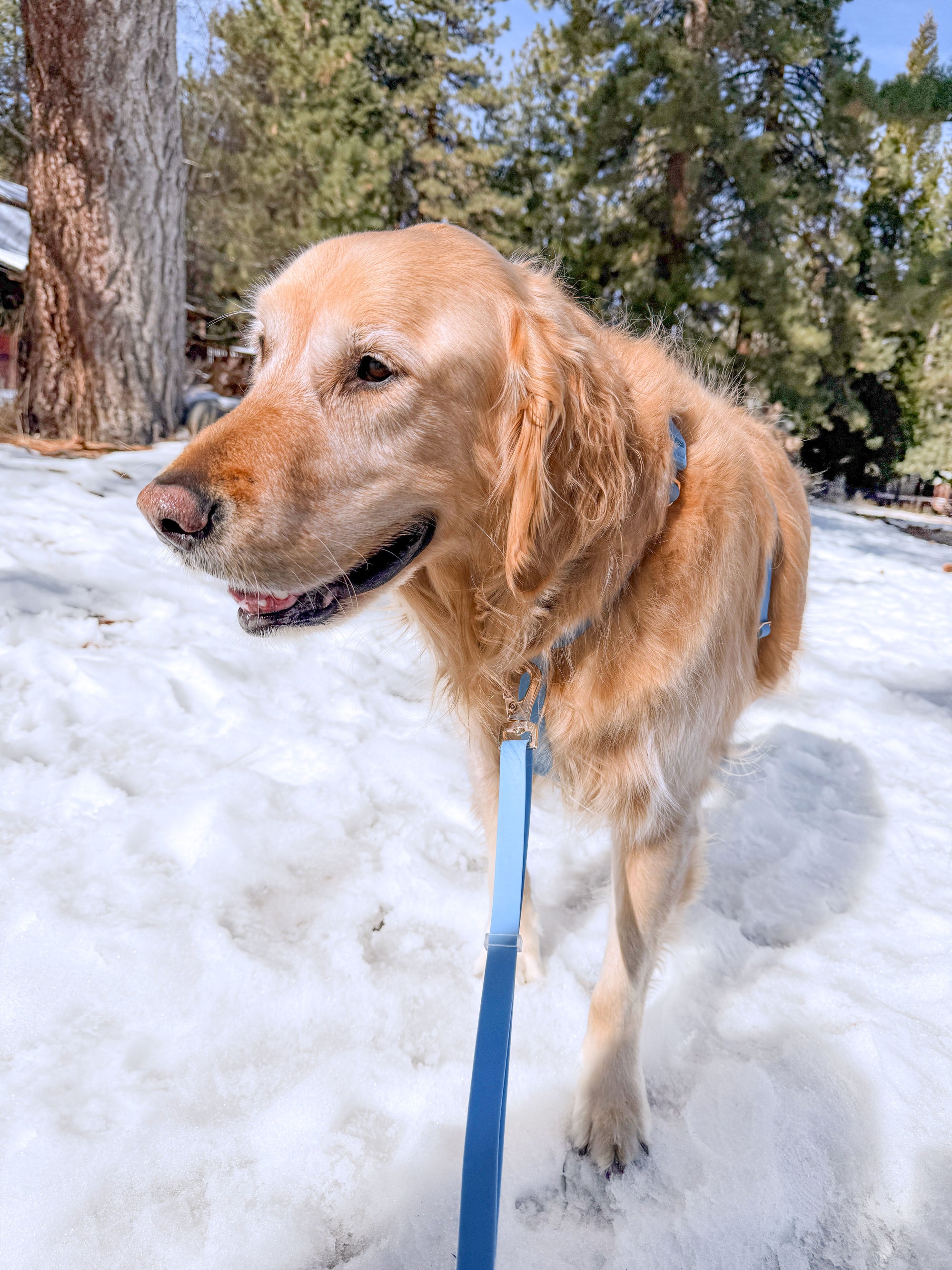 Malibu Blue Wide Hands Free Leash | Cloud Lite Harness | Snap Dog Treat Pouch |  Waste Dog Poop Bag Dispenser