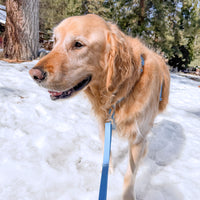 Malibu Blue Wide Hands Free Leash | Cloud Lite Harness | Snap Dog Treat Pouch | Waste Dog Poop Bag Dispenser