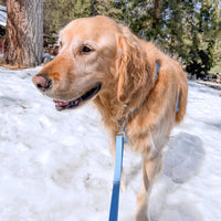 Best Sellers Leash Extension & Treat Pouch Bundle Wide - SUNNY TAILS