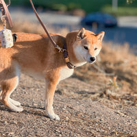 Cloud Dog Collar Treat Pouch Bundle (Preorder ship by 11/1)