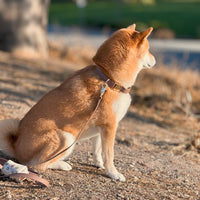 Espresso Brown 4-in-1 Convertible Hands Free Cloud Dog Leash (Preorder ship by 11/1)