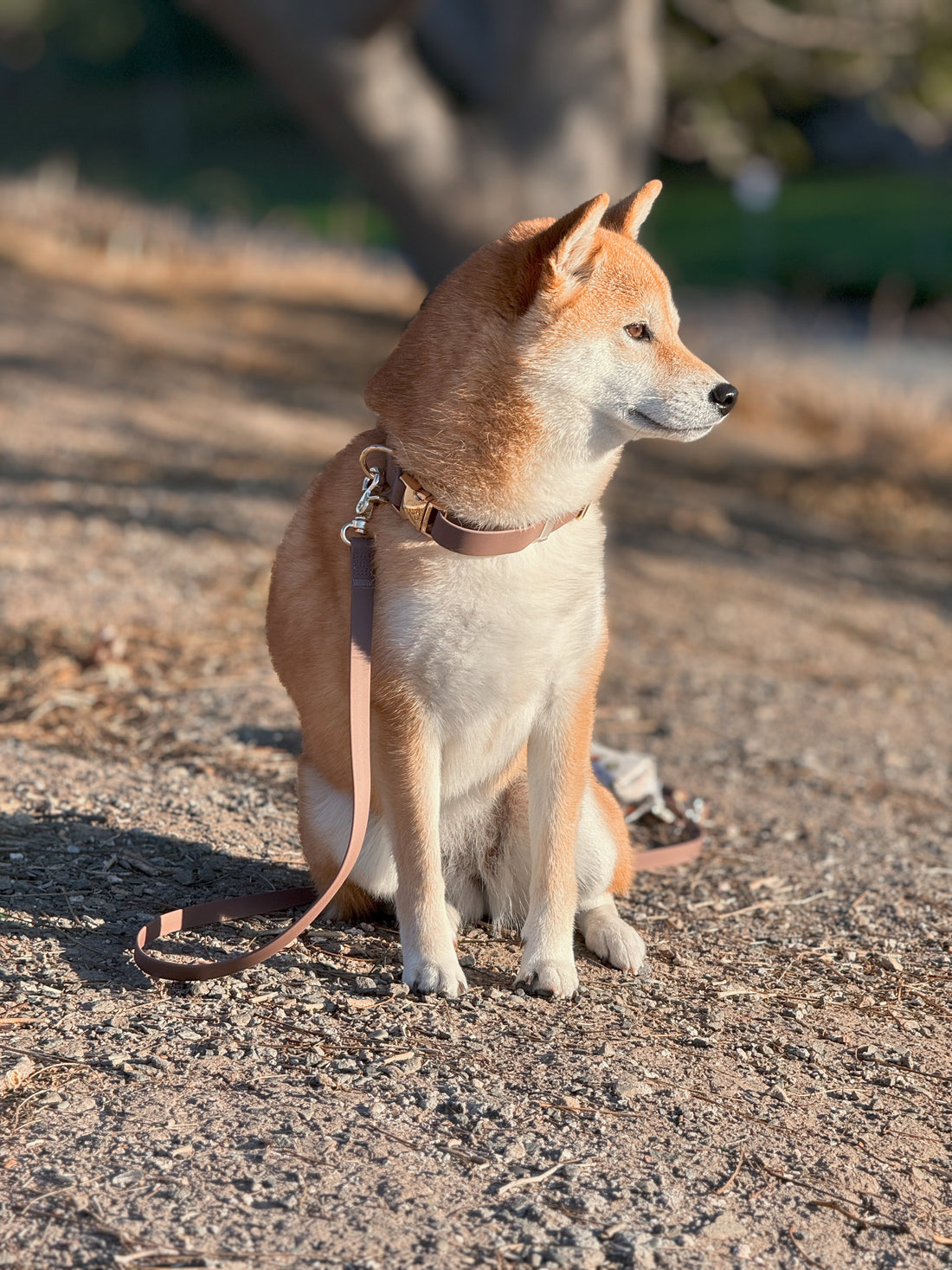 Espresso Brown Waterproof Dog Collar