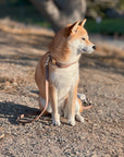 Espresso Brown Waterproof Dog Collar
