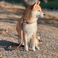 Espresso Brown Waterproof Dog Collar