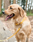 Dandelion Yellow Waterproof Dog Collar - SUNNY TAILS