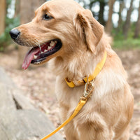 Dandelion Yellow Dog Collar | Waterproof Quick Release Collar | Available in 3 Sizes | Durable Dog Collars | Shop Sunny Tails