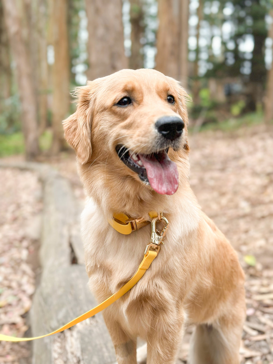 Dandelion Yellow 4-in-1 Wide Convertible Hands Free Cloud Dog Leash 3/4"