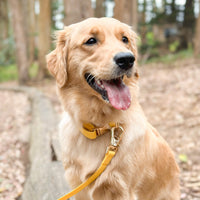 Dandelion Yellow Wide Cloud Convertible Leash Extension Bundle 3/4"