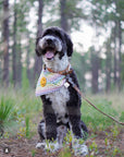 Rainbow Smiles Dog Bandana
