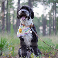 Rainbow Smiles Dog Bandana