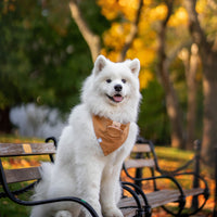 Caramel Corduroy Pocket Teddy Vol. 2 Dog Bandana - Beige