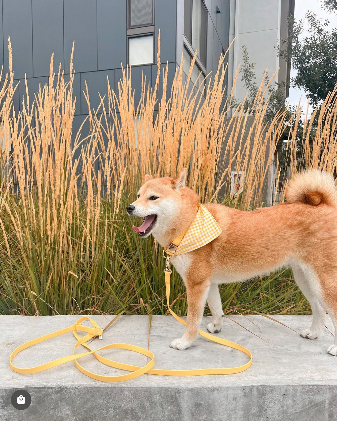 Dandelion Yellow 4-in-1 Convertible Hands Free Cloud Dog Leash
