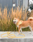 Dandelion Yellow Dog Collar | Waterproof Quick Release Collar | Available in 3 Sizes | Durable Dog Collars | Shop Sunny Tails