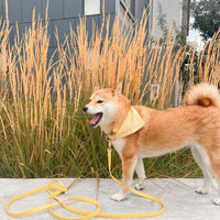 Dandelion Yellow Dog Collar | Waterproof Quick Release Collar | Available in 3 Sizes | Durable Dog Collars | Shop Sunny Tails