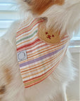 Sherbet Teddy Dog Bandana - SUNNY TAILS