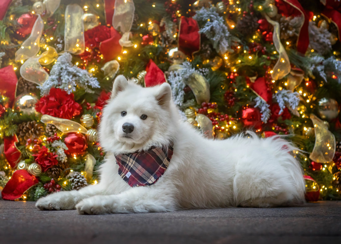 Winterberry Plaid Flannel Frayed Dog Bandana