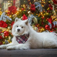 Winterberry Plaid Flannel Frayed Dog Bandana