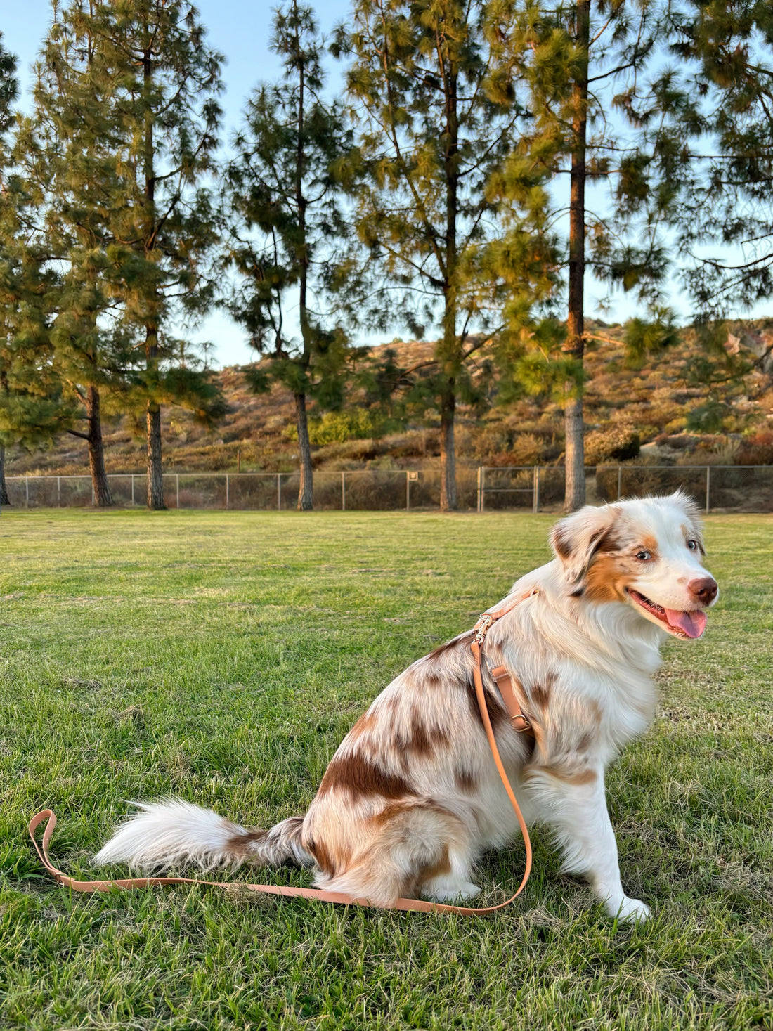 Chai Brown Cloud Lite Dog Harness