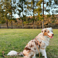 Chai Brown Cloud Lite Dog Harness
