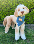 Pocket Teddy Indigo Denim Dog Bandana - Beige