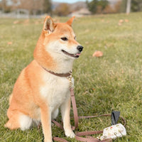 Cloud Dog Collar Bundle (Preorder ship by 11/1)
